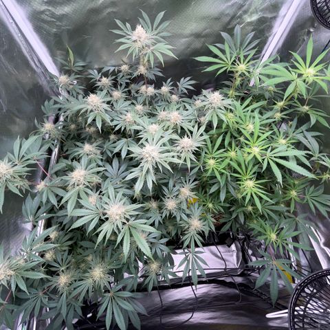 Critical Kush - GwJ Community Award Winning Celebration Grow Part 1 - The Winner - by KilliczGe growlog timeline photo