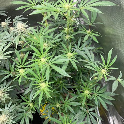 Special Kush 1 - GwJ Community Award Winning Celebration Grow Part 2 -The Price - by KilliczGe growlog timeline photo
