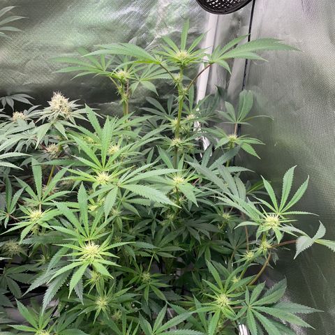 Special Kush 1 - GwJ Community Award Winning Celebration Grow Part 2 -The Price - by KilliczGe growlog timeline photo