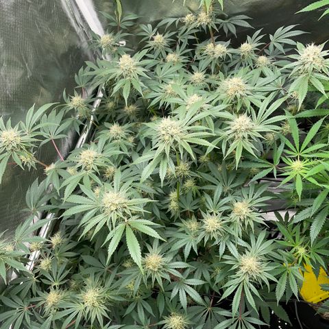 Critical Kush - GwJ Community Award Winning Celebration Grow Part 1 - The Winner - by KilliczGe growlog timeline photo