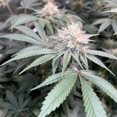 Critical Kush - GwJ Community Award Winning Celebration Grow Part 1 - The Winner - by KilliczGe growlog timeline photo