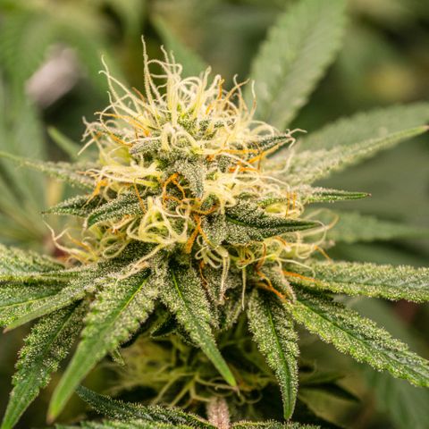 Critical Kush - GwJ Community Award Winning Celebration Grow Part 1 - The Winner - by KilliczGe growlog timeline photo