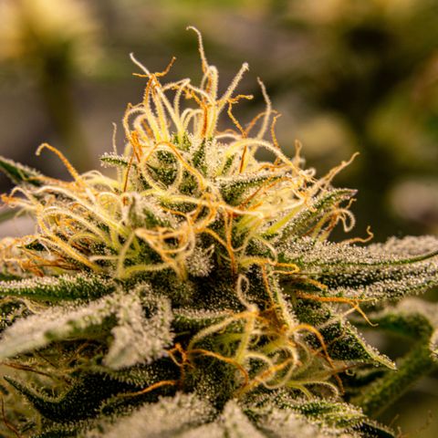 Critical Kush - GwJ Community Award Winning Celebration Grow Part 1 - The Winner - by KilliczGe growlog timeline photo