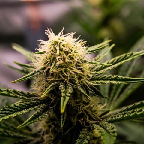 Wedding Cake Auto by KilliczGe growlog timeline photo