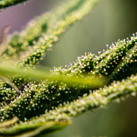 Wedding Cake Auto by KilliczGe growlog timeline photo
