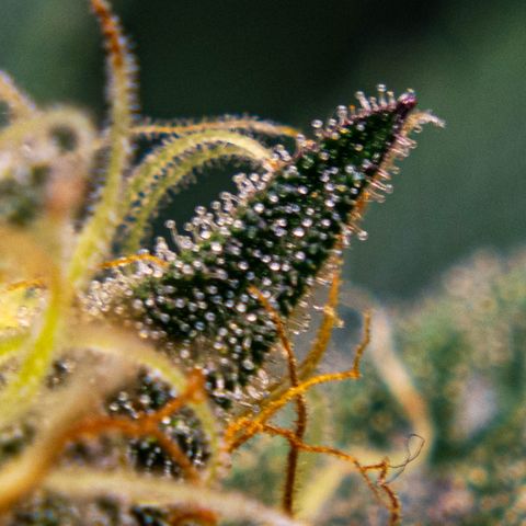 Critical Kush - GwJ Community Award Winning Celebration Grow Part 1 - The Winner - by KilliczGe growlog timeline photo