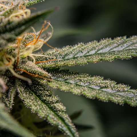 Critical Kush - GwJ Community Award Winning Celebration Grow Part 1 - The Winner - by KilliczGe growlog timeline photo