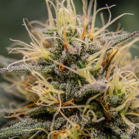 Critical Kush - GwJ Community Award Winning Celebration Grow Part 1 - The Winner - by KilliczGe growlog timeline photo
