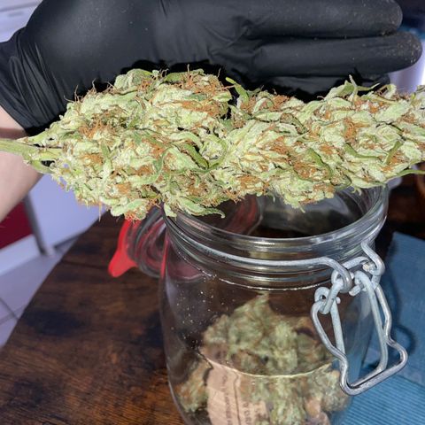 Grape Soda Auto - by KilliczGe growlog timeline photo
