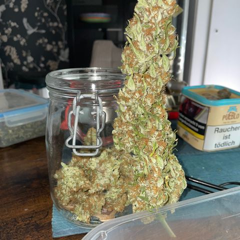 Grape Soda Auto - by KilliczGe growlog timeline photo