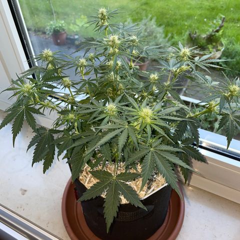 Sherbet Queen Auto by KilliczGe  growlog timeline photo