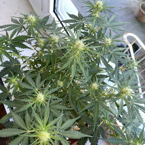 Sherbet Queen Auto by KilliczGe  growlog timeline photo