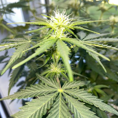 Sherbet Queen Auto by KilliczGe  growlog timeline photo