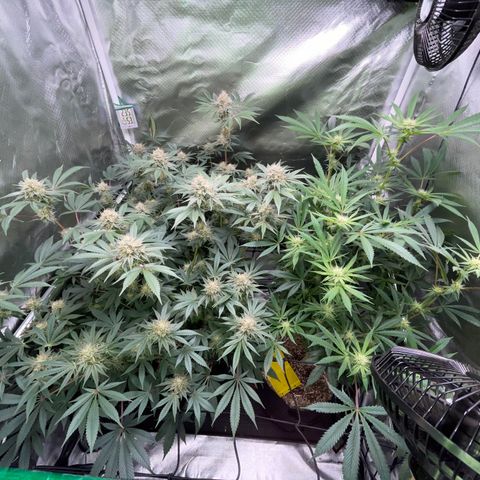 Critical Kush - GwJ Community Award Winning Celebration Grow Part 1 - The Winner - by KilliczGe growlog timeline photo