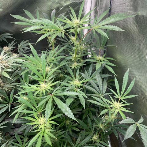 Special Kush 1 - GwJ Community Award Winning Celebration Grow Part 2 -The Price - by KilliczGe growlog timeline photo