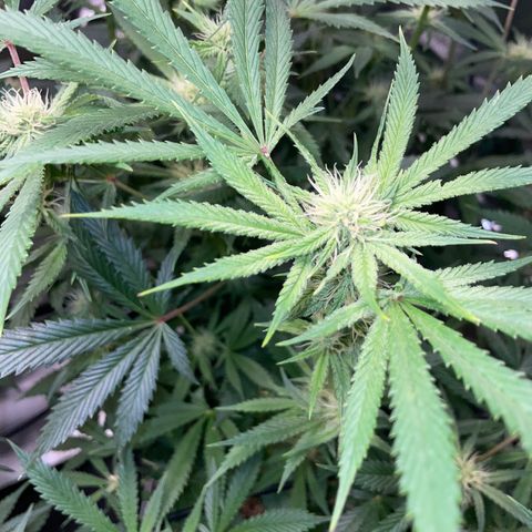 Special Kush 1 - GwJ Community Award Winning Celebration Grow Part 2 -The Price - by KilliczGe growlog timeline photo