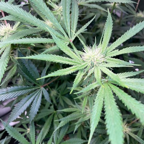 Special Kush 1 - GwJ Community Award Winning Celebration Grow Part 2 -The Price - by KilliczGe growlog timeline photo