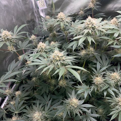 Critical Kush - GwJ Community Award Winning Celebration Grow Part 1 - The Winner - by KilliczGe growlog timeline photo