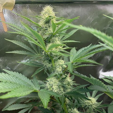 Wedding Cake Auto by KilliczGe growlog timeline photo