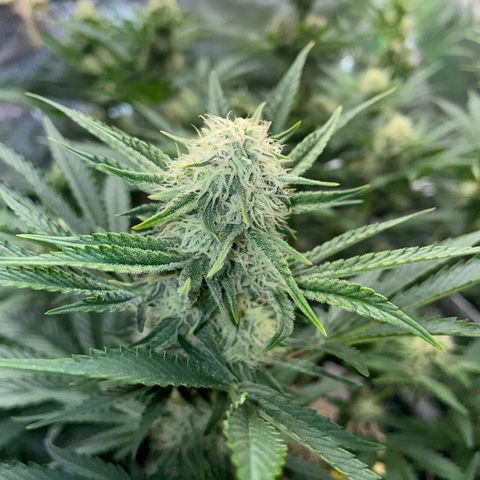 Wedding Cake Auto by KilliczGe growlog timeline photo
