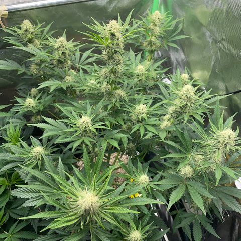 Wedding Cake Auto by KilliczGe growlog timeline photo