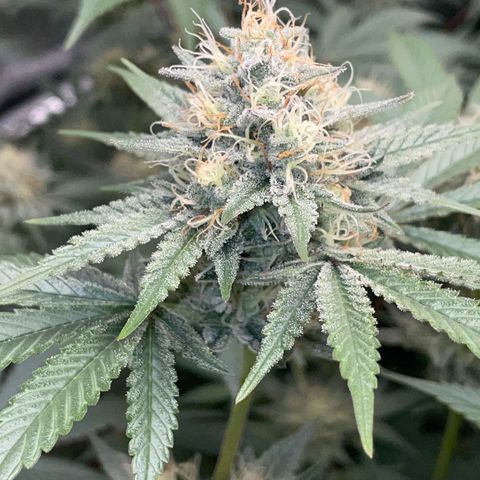 Critical Kush - GwJ Community Award Winning Celebration Grow Part 1 - The Winner - by KilliczGe growlog timeline photo