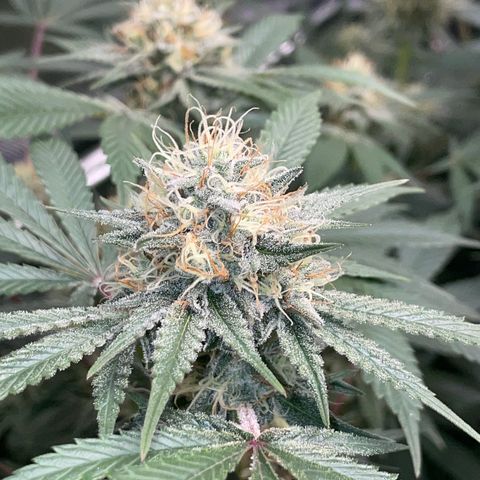 Critical Kush - GwJ Community Award Winning Celebration Grow Part 1 - The Winner - by KilliczGe growlog timeline photo