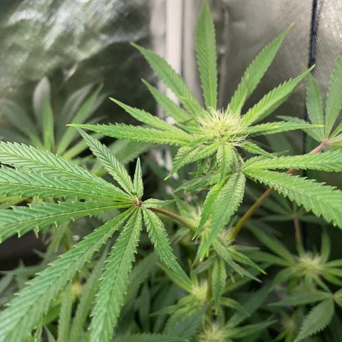 Special Kush 1 - GwJ Community Award Winning Celebration Grow Part 2 -The Price - by KilliczGe growlog timeline photo