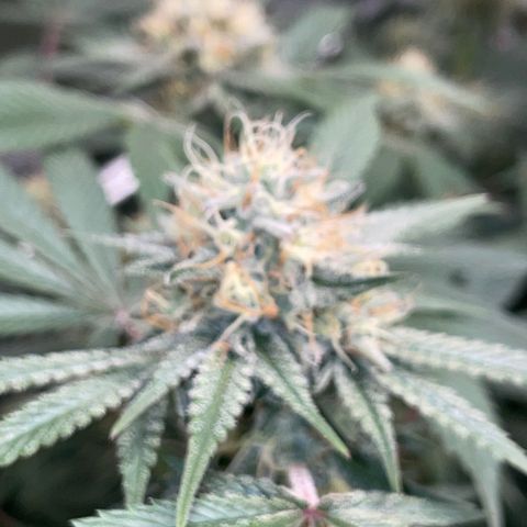 Critical Kush - GwJ Community Award Winning Celebration Grow Part 1 - The Winner - by KilliczGe growlog timeline photo
