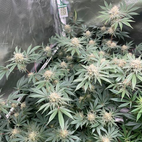 Critical Kush - GwJ Community Award Winning Celebration Grow Part 1 - The Winner - by KilliczGe growlog timeline photo