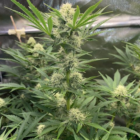 Wedding Cake Auto by KilliczGe growlog timeline photo