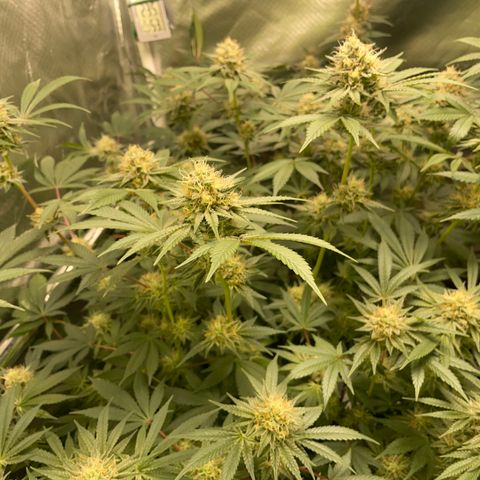 Critical Kush - GwJ Community Award Winning Celebration Grow Part 1 - The Winner - by KilliczGe growlog timeline photo