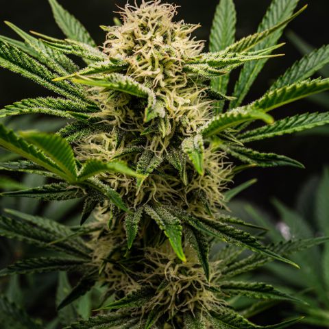 Wedding Cake Auto by KilliczGe growlog timeline photo