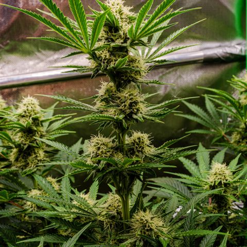 Wedding Cake Auto by KilliczGe growlog timeline photo