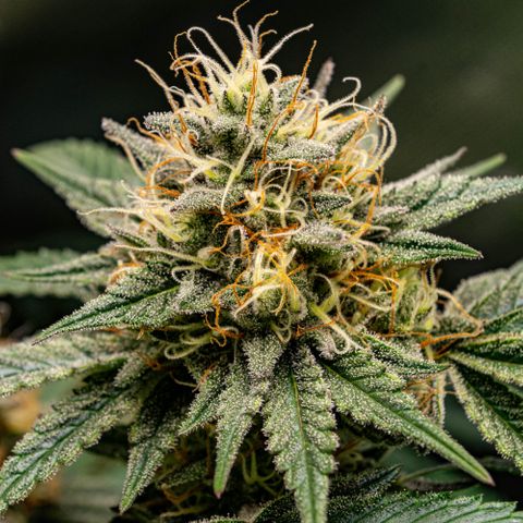 Critical Kush - GwJ Community Award Winning Celebration Grow Part 1 - The Winner - by KilliczGe growlog timeline photo