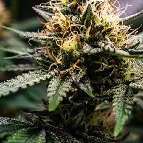 Critical Kush - GwJ Community Award Winning Celebration Grow Part 1 - The Winner - by KilliczGe growlog timeline photo