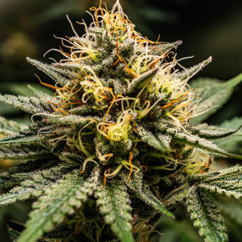 Critical Kush - GwJ Community Award Winning Celebration Grow Part 1 - The Winner - by KilliczGe growlog timeline photo