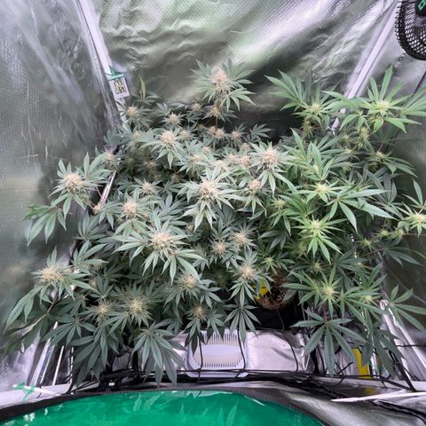Critical Kush - GwJ Community Award Winning Celebration Grow Part 1 - The Winner - by KilliczGe growlog timeline photo