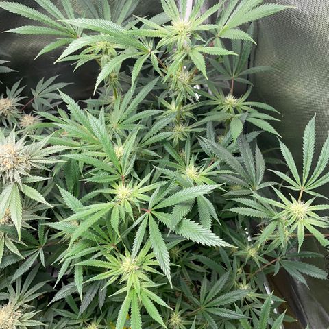 Special Kush 1 - GwJ Community Award Winning Celebration Grow Part 2 -The Price - by KilliczGe growlog timeline photo