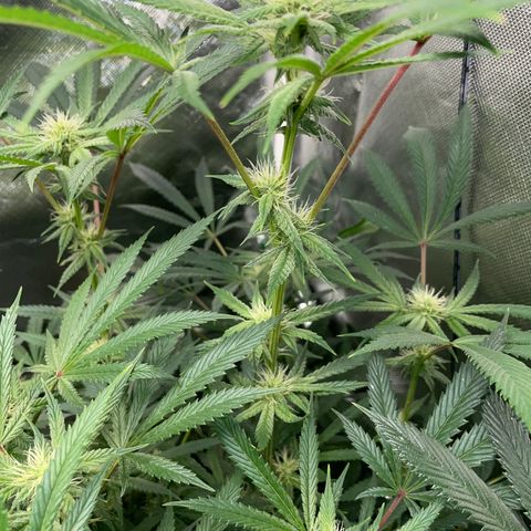 Special Kush 1 - GwJ Community Award Winning Celebration Grow Part 2 -The Price - by KilliczGe growlog timeline photo