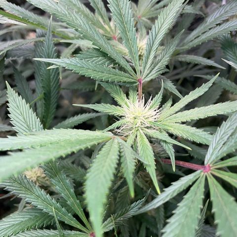 Special Kush 1 - GwJ Community Award Winning Celebration Grow Part 2 -The Price - by KilliczGe growlog timeline photo