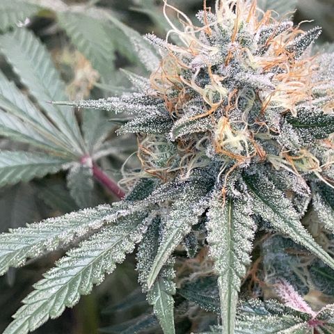 Critical Kush - GwJ Community Award Winning Celebration Grow Part 1 - The Winner - by KilliczGe growlog timeline photo