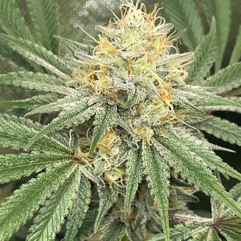 Critical Kush - GwJ Community Award Winning Celebration Grow Part 1 - The Winner - by KilliczGe growlog timeline photo