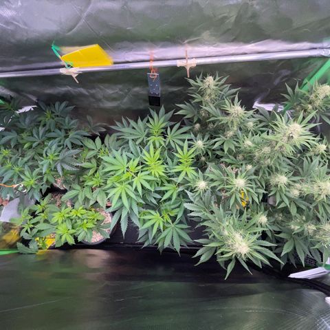 Wedding Cake Auto by KilliczGe growlog timeline photo