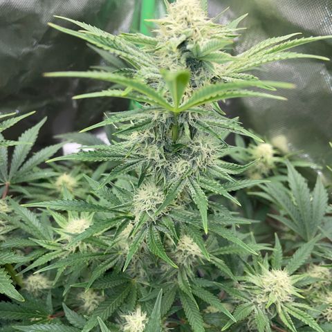 Wedding Cake Auto by KilliczGe growlog timeline photo