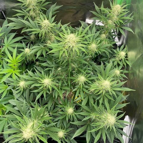 Wedding Cake Auto by KilliczGe growlog timeline photo