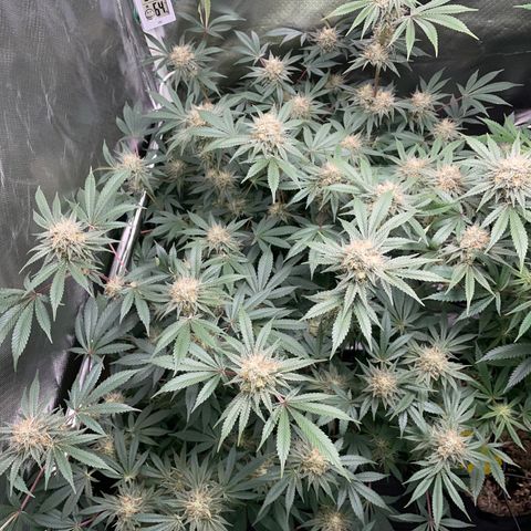Critical Kush - GwJ Community Award Winning Celebration Grow Part 1 - The Winner - by KilliczGe growlog timeline photo