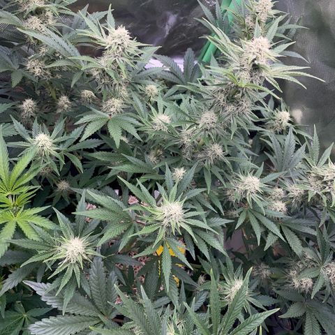 Wedding Cake Auto by KilliczGe growlog timeline photo