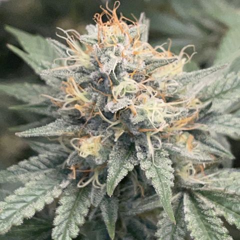 Critical Kush - GwJ Community Award Winning Celebration Grow Part 1 - The Winner - by KilliczGe growlog timeline photo