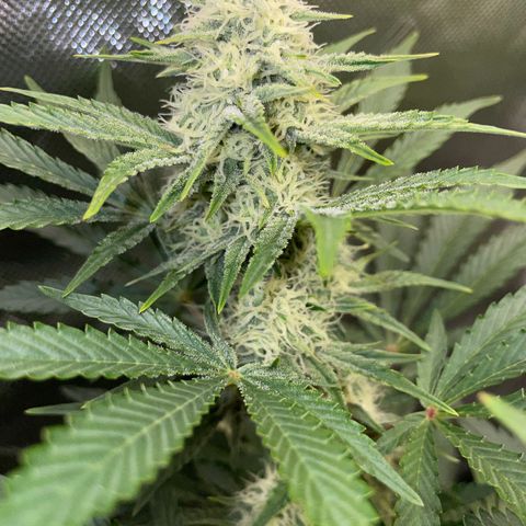 Wedding Cake Auto by KilliczGe growlog timeline photo